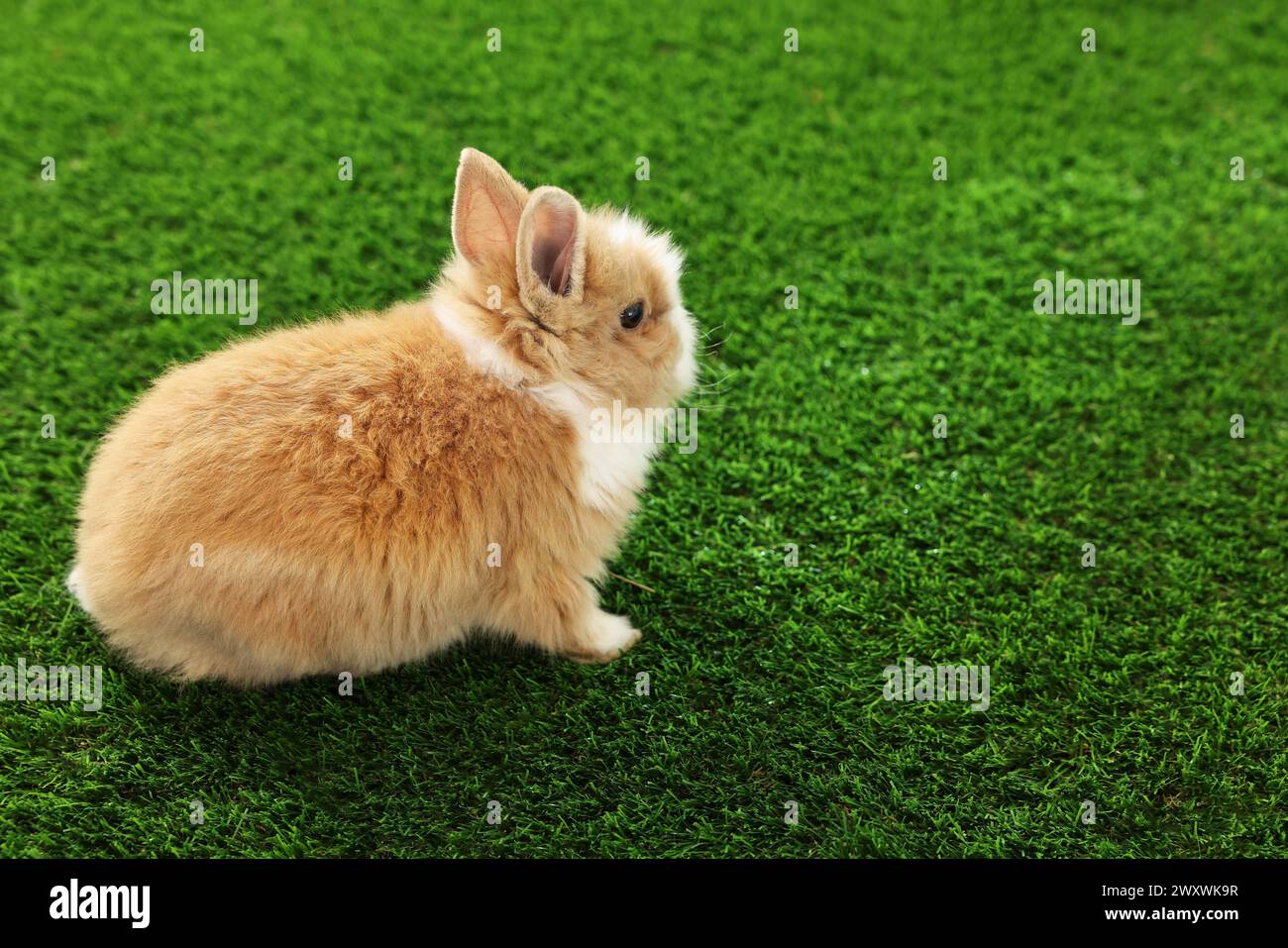 Cute fluffy pet rabbit on green grass. Space for text Stock Photo - Alamy