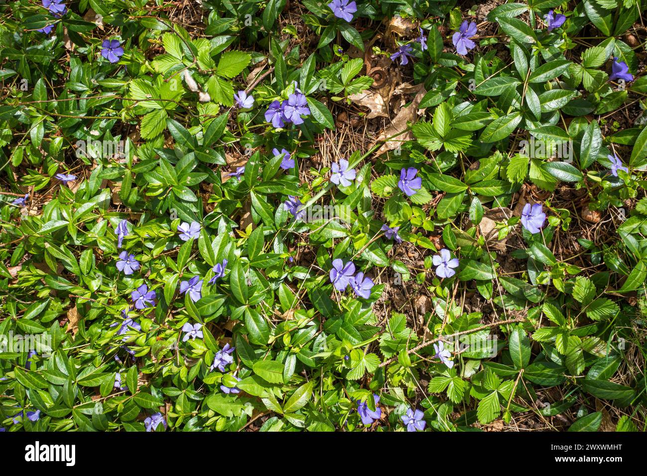 The Lesser Periwinkle, Vinca minor, flowering in a garden, Pruhonice, Central Bohemian Region, Czech Republic, on March 30, 2024. (CTK Photo/Libor Soj Stock Photo