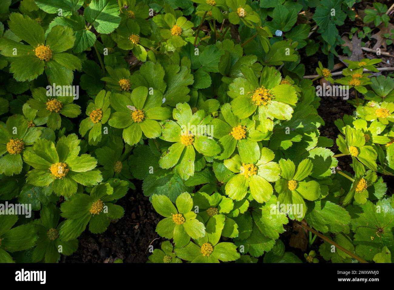 Hacquetia epipactis flowering in Pruhonice, Czech Republic on March 29, 2024. (CTK Photo/Libor Sojka) Stock Photo