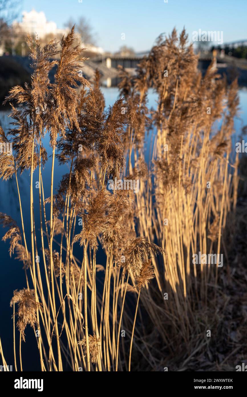 Reed sway in water hi-res stock photography and images - Alamy