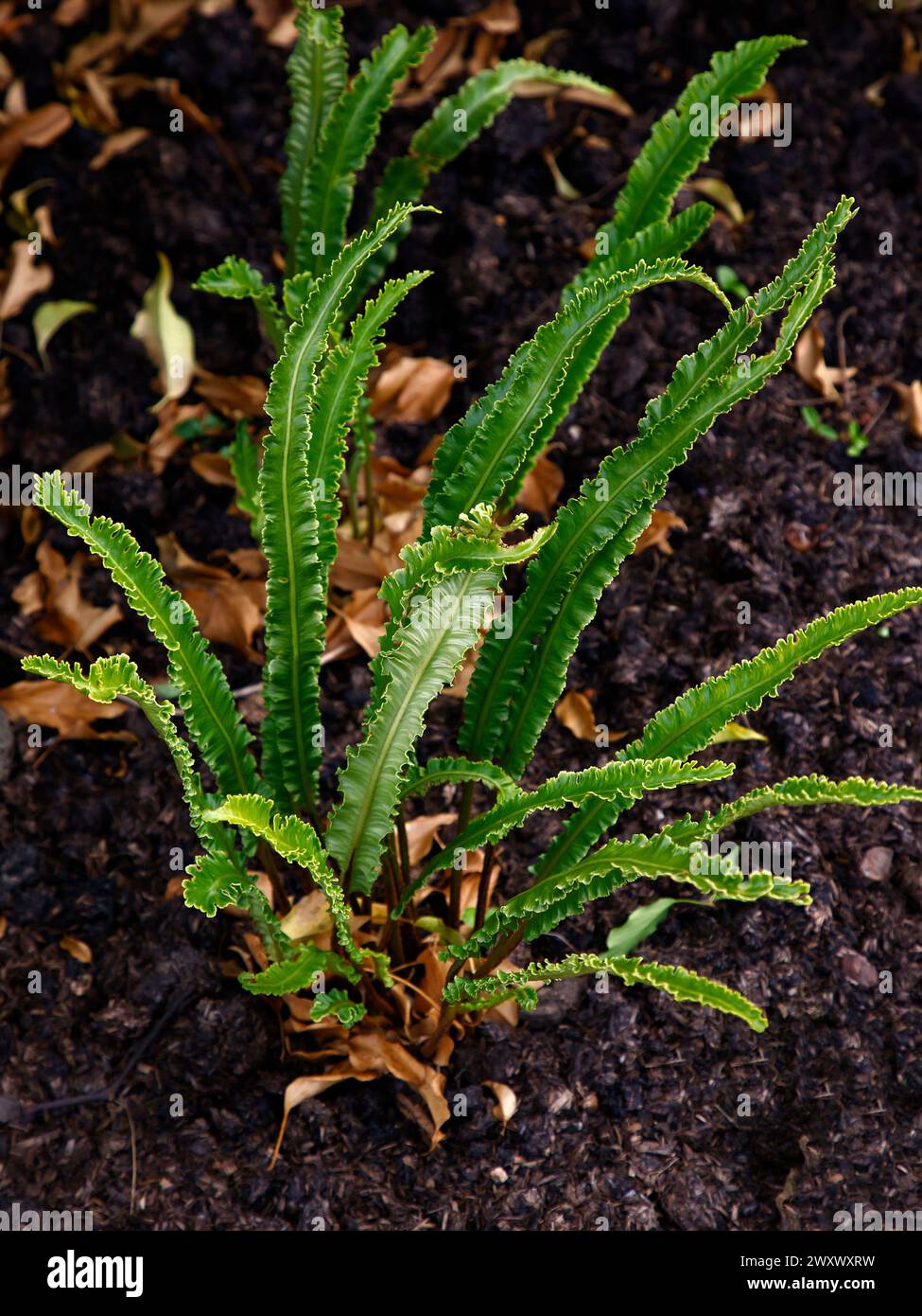 Closeup of the evergreen garden fern asplenium scolopendrium angustatum. Stock Photo
