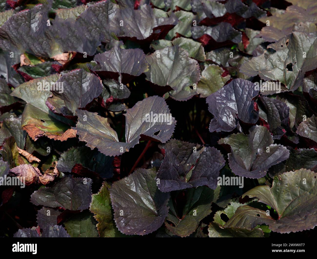 Closeup of the purple bronze leaves of the low growing garden plant Ligularia Britt Marie Crawford. Stock Photo