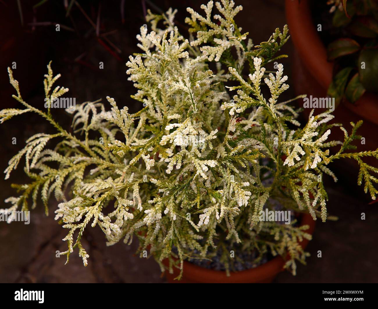 Closeup of the white green foliage of the garden pot plant conifer thujopsis dolabrata krugers findling. Stock Photo