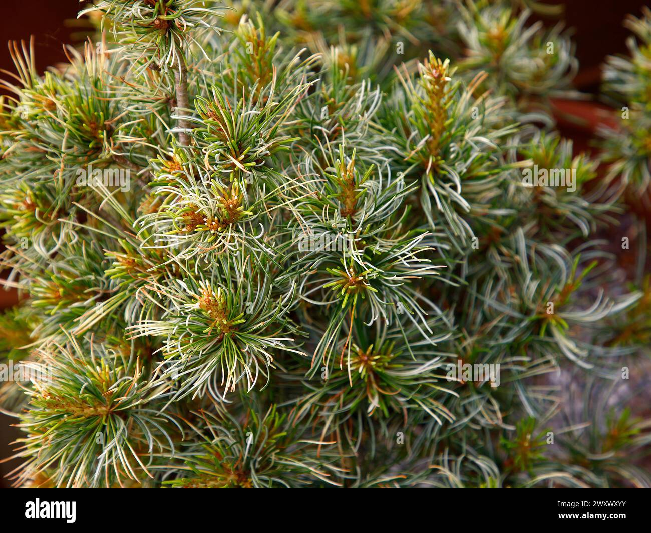 Closeup of the cream green needles of the dwarf garden conifer pinus parviflora tanima no yuki. Stock Photo