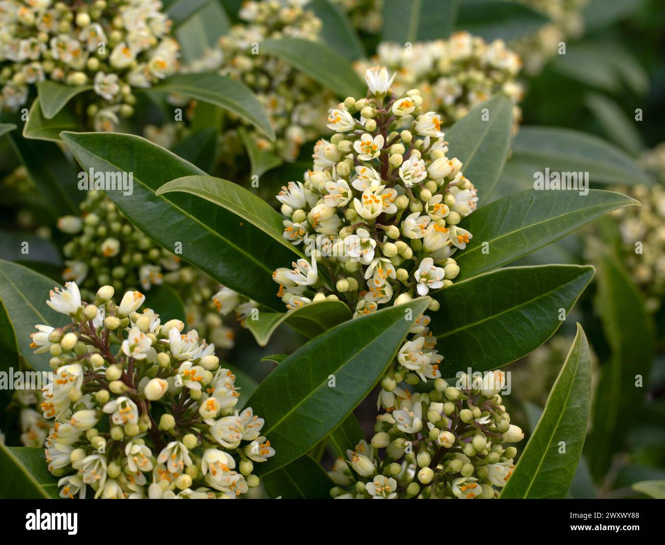 Closeup of flowers of Skimmia × confusa 'Kew Green' in a garden in Spring Stock Photo
