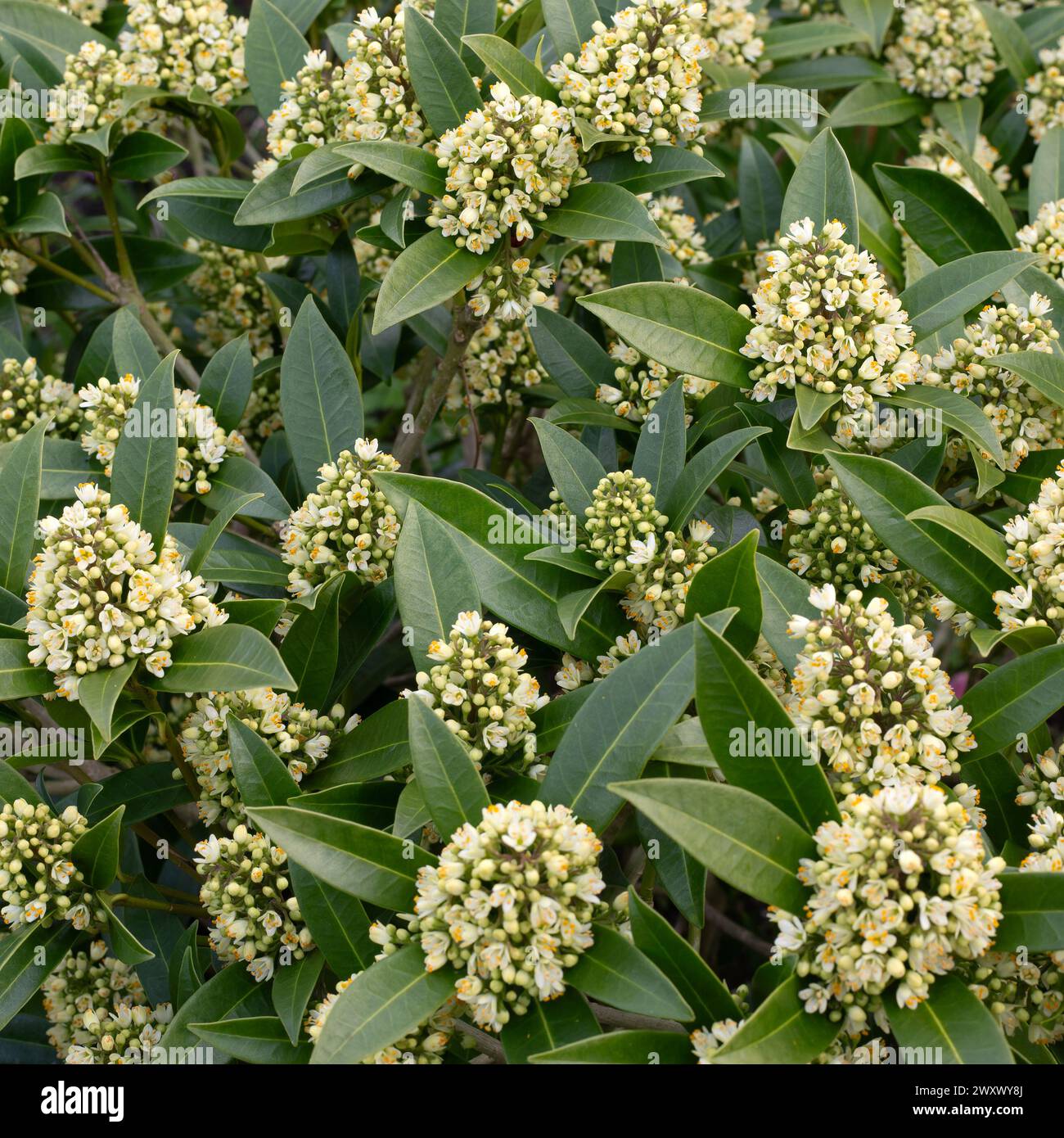 Closeup of flowers of Skimmia × confusa 'Kew Green' in a garden in Spring Stock Photo