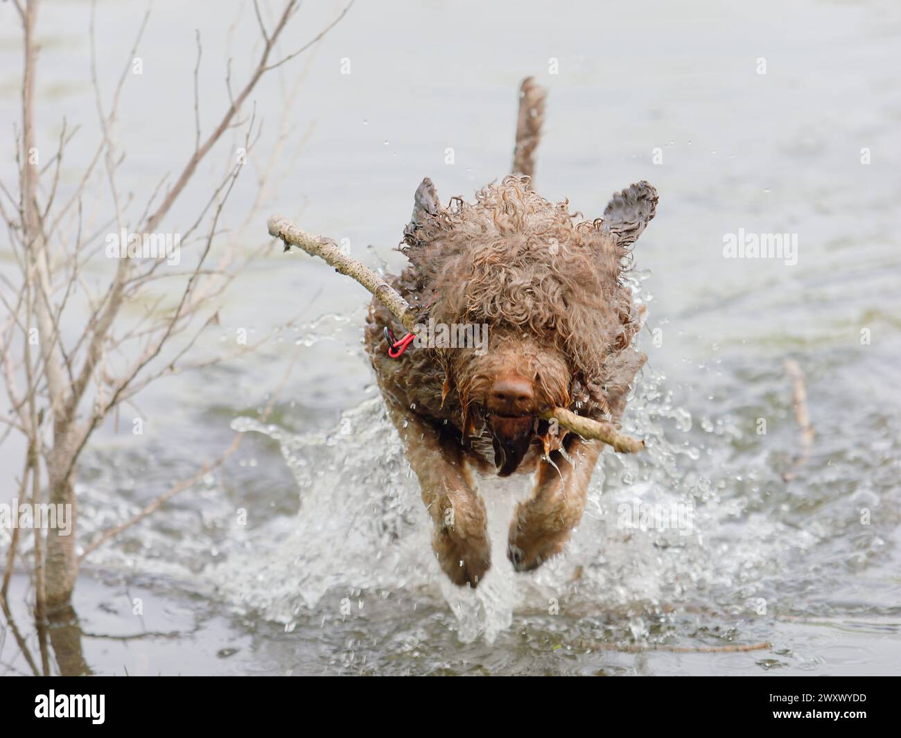 A Lagotto Romagnolo truffle dog swimming with head above water Stock Photo