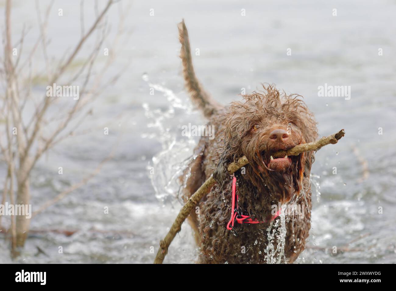 A Lagotto Romagnolo truffle dog swimming with head above water Stock Photo