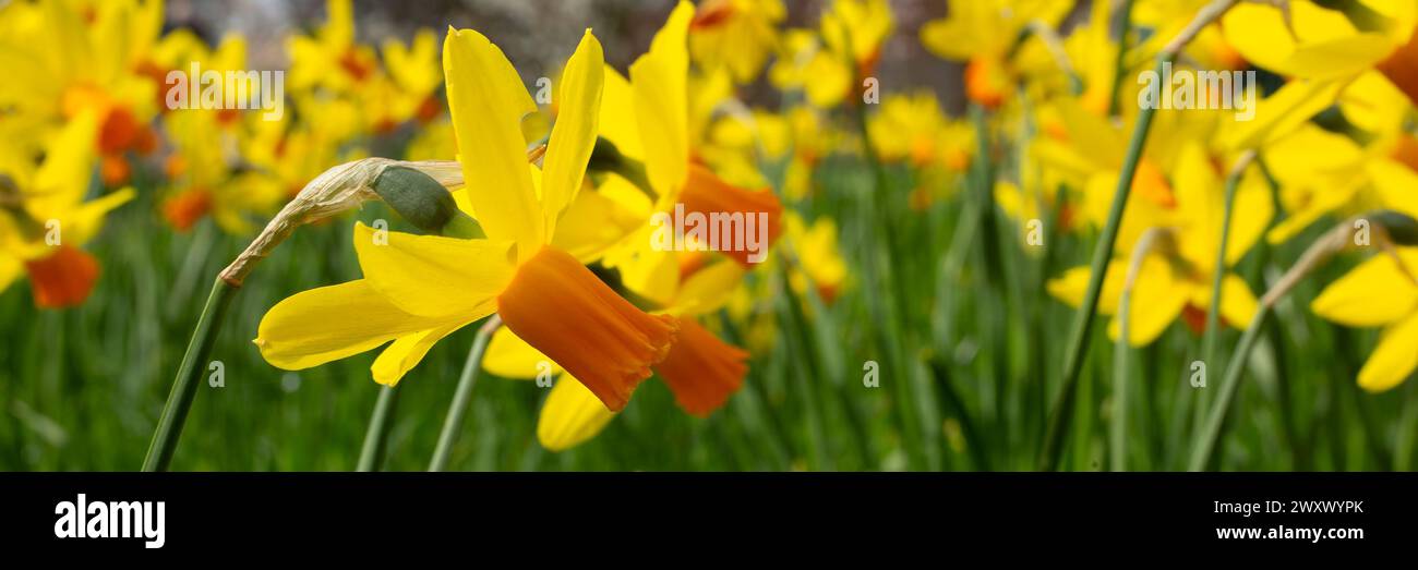 Panorama of Narcissus 'Itzim' in a garden in Spring Stock Photo