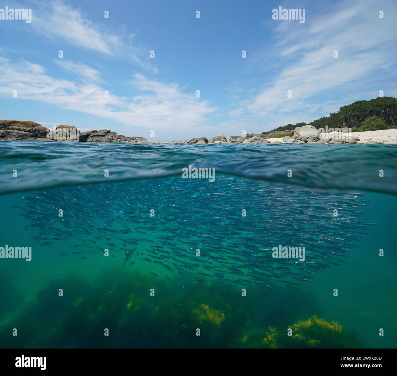 Coastline with anchovies fish underwater in the Atlantic ocean, Spain, split view half over and under water surface, natural scene, Galicia Stock Photo