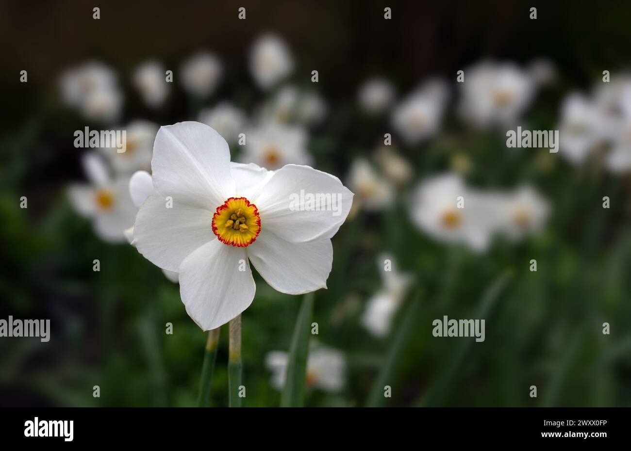 Closeup of flower of Narcissus 'Actaea' in a garden in Spring Stock Photo
