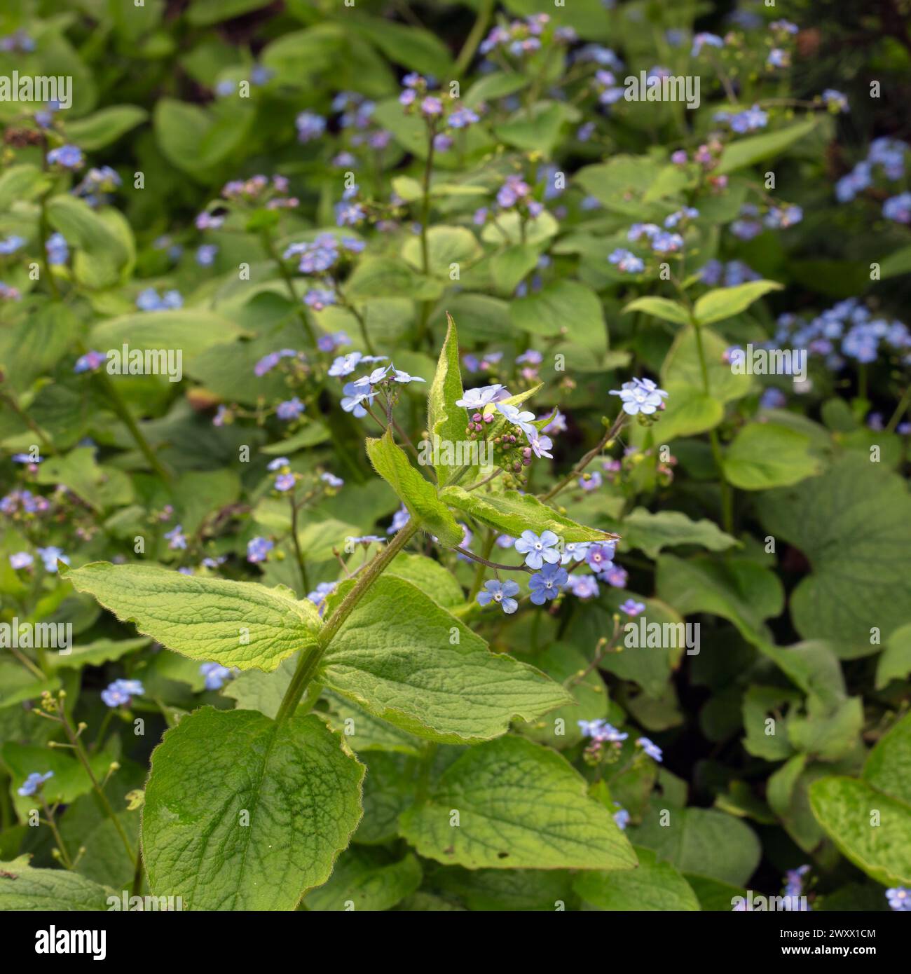 Closeup of flowers of Pulmonaria saccharata (Bethlehem sage) in a garden in early Spring Stock Photo