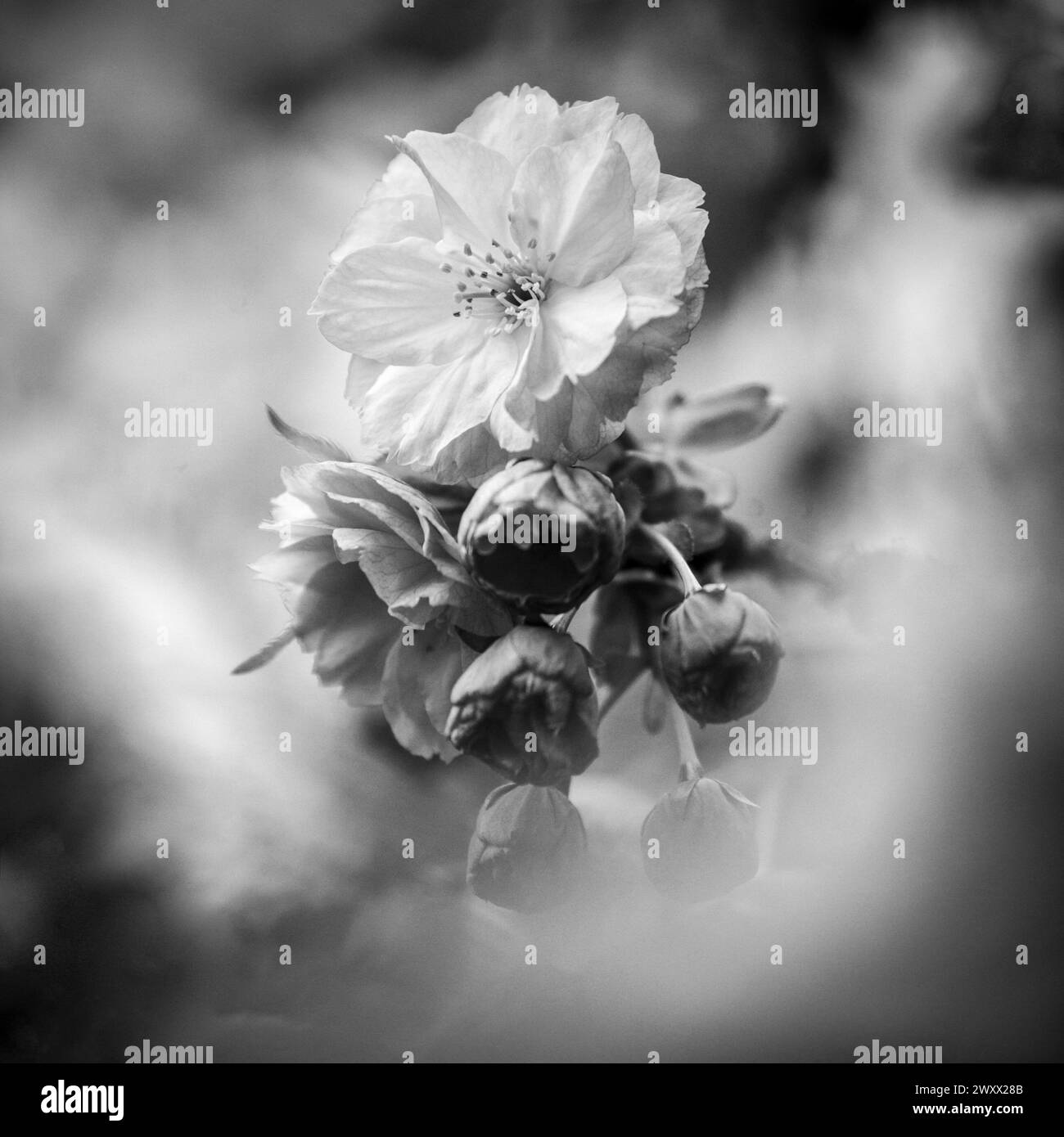 Flowers cherry blossom tree Black and White Stock Photos & Images - Alamy