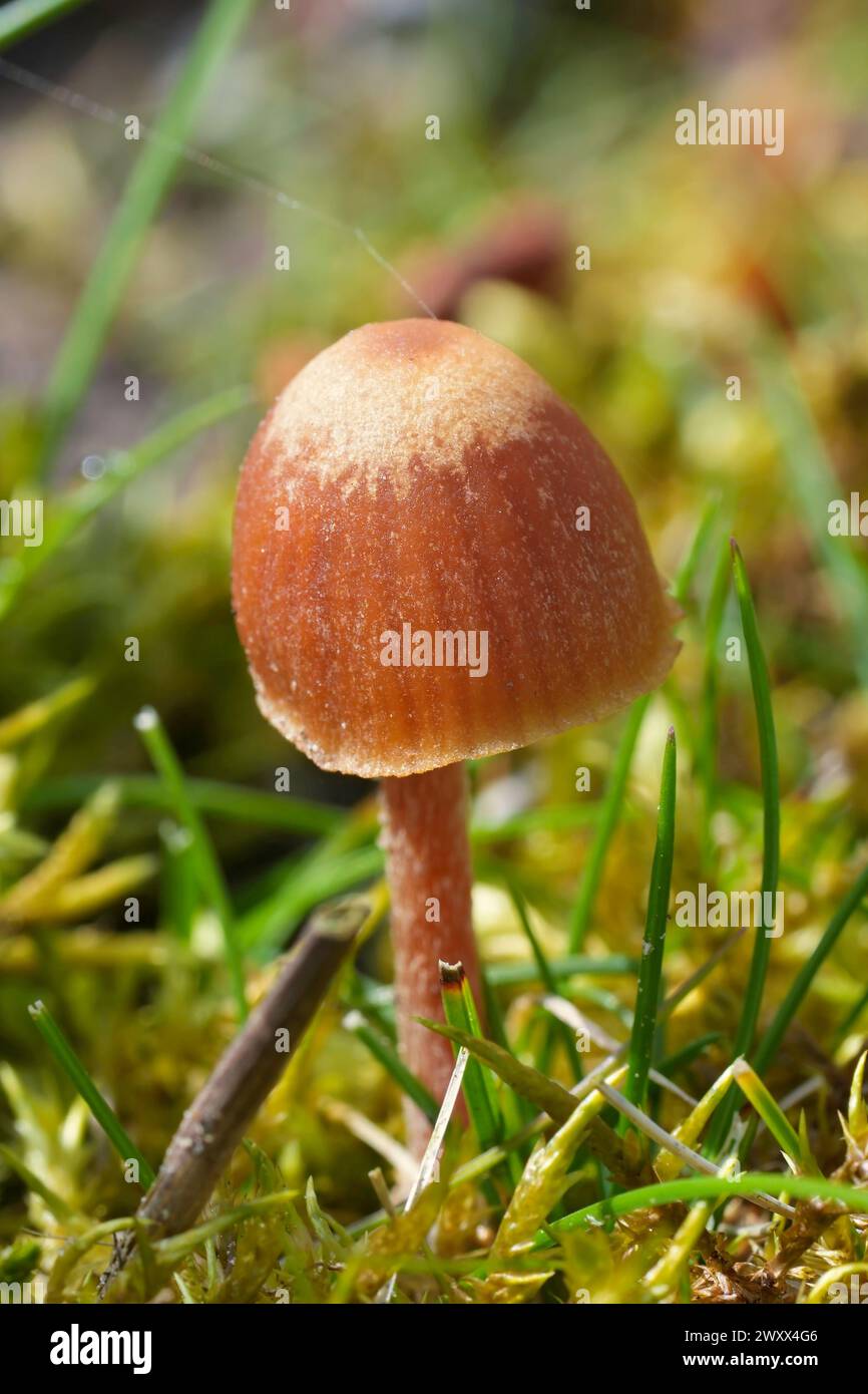 Detailed closeup on a small brown conical to bell-shaped capped mushroom from the Galerine genus Stock Photo