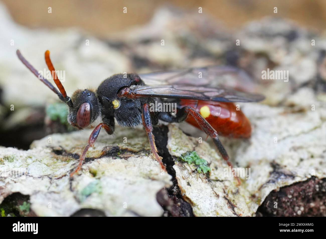 Natural vertical closeup on a female Chocolate mining bee, Andrena ...