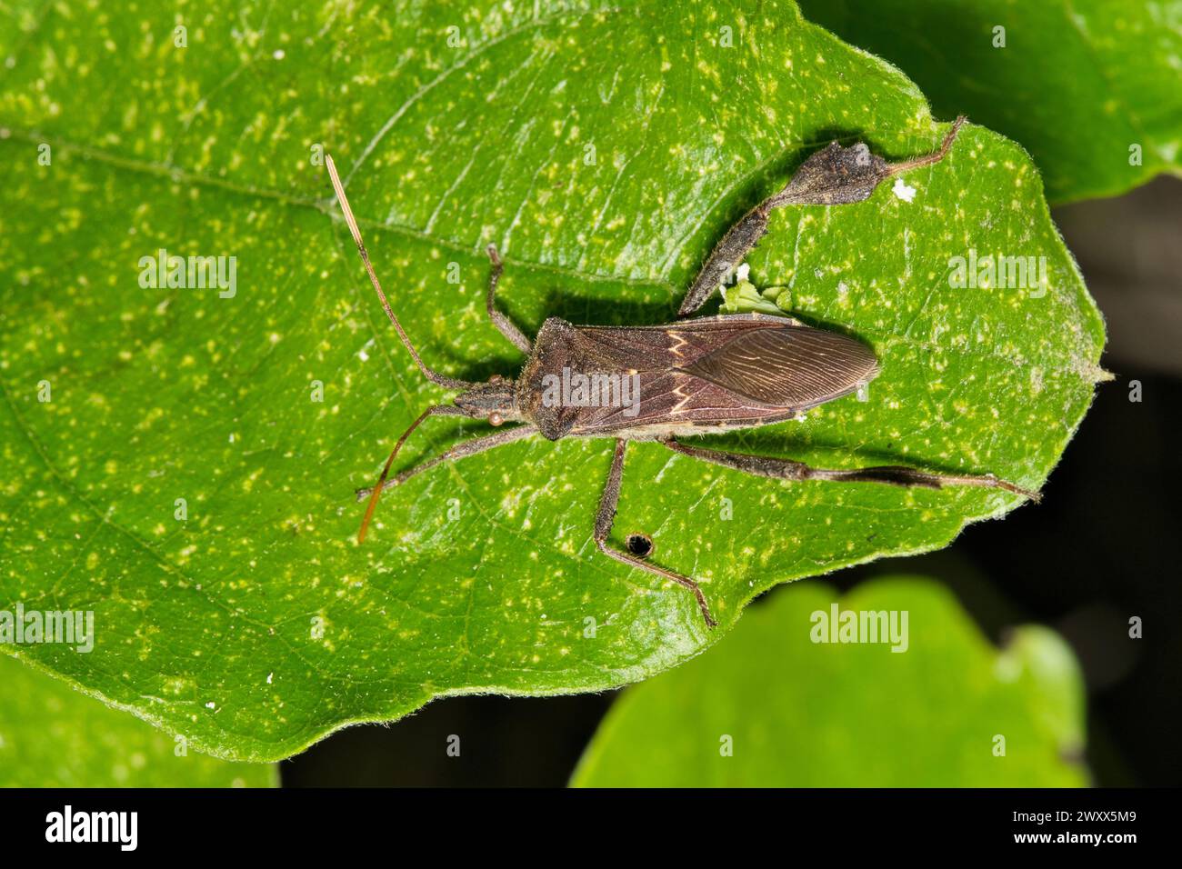 Eastern Leaf Footed bug (Leptoglossus phyllopus) insect on pine needles ...