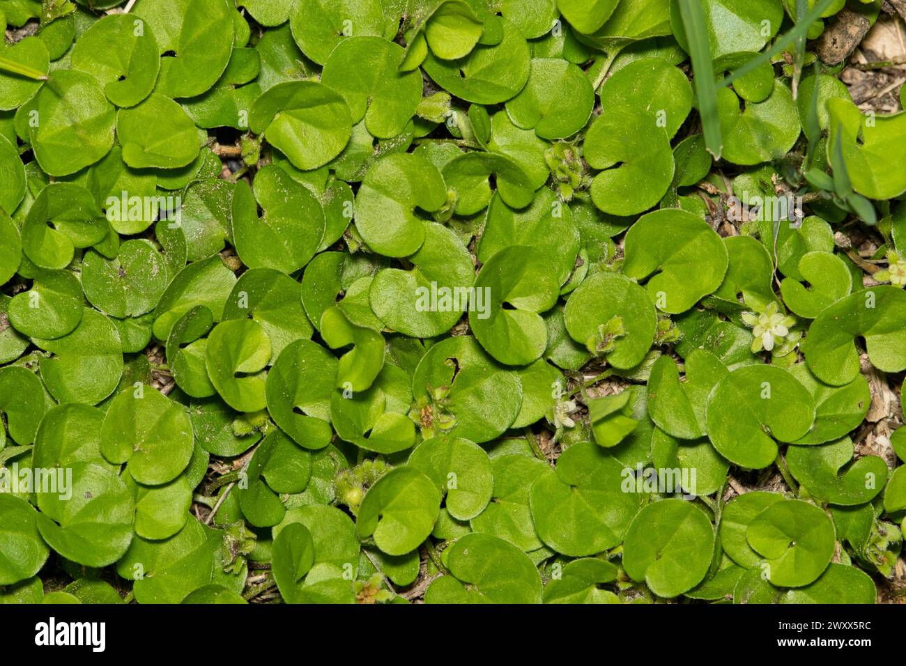 Carolina ponysfoot (Dichondra carolinensis) herbaceous subshrub ground cover plant, green leaves, garden weeds lawncare concept. Stock Photo