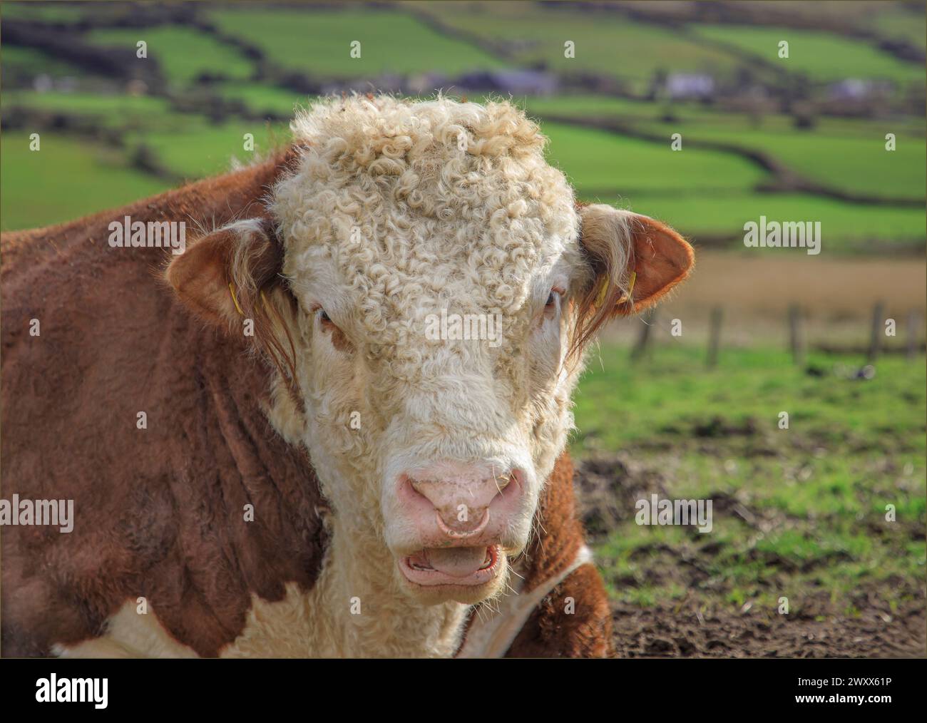 Close up headshot of a Hereford bull with a ring in his nose and moth ...