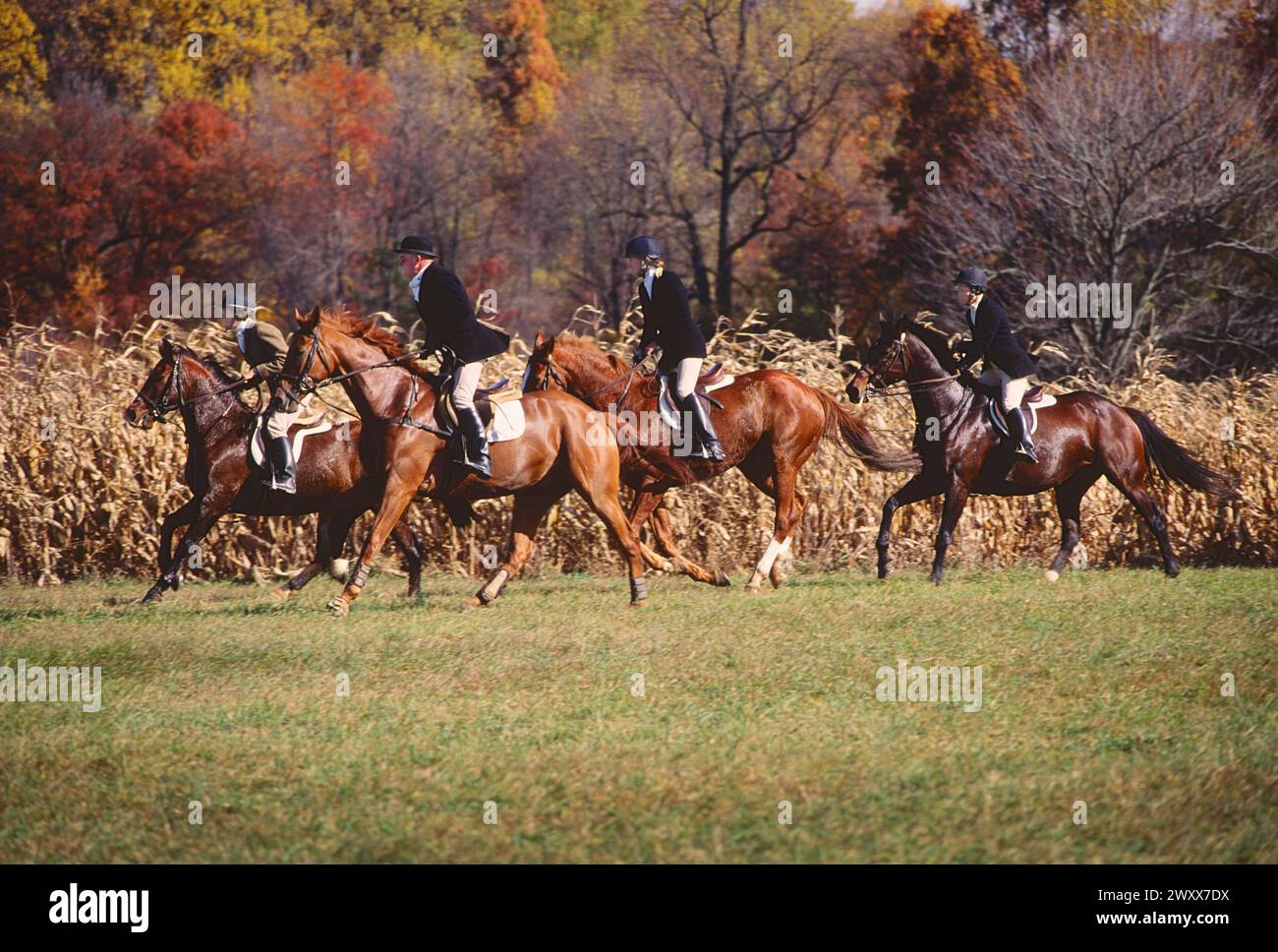 FOX HUNTING ON HORSEBACK, CHESHIRE FOXHOUNDS, RUNNYMEADE FARM, CHESTER COUNTY, PENNSYLVANIA, USA Stock Photo