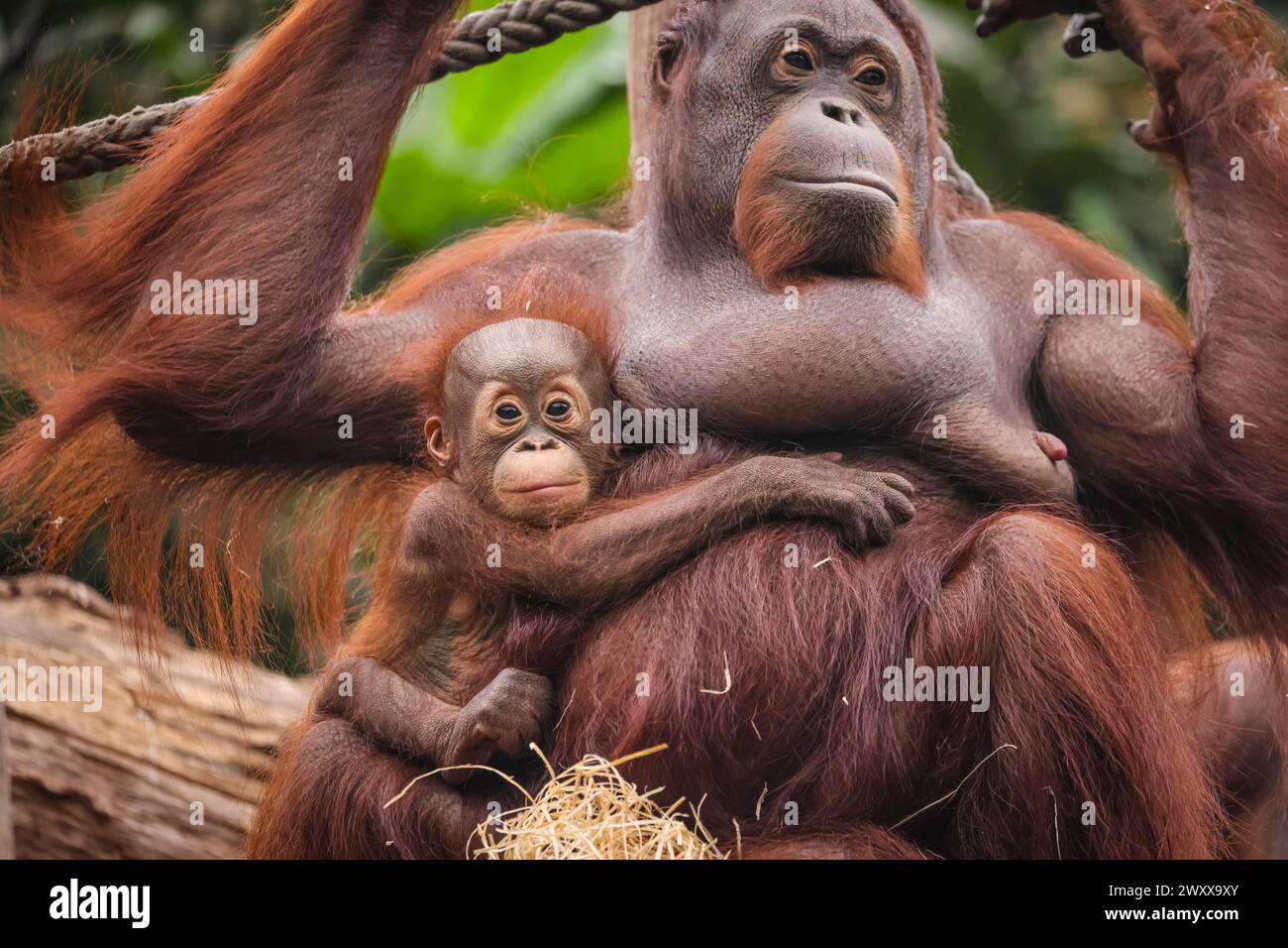 Zoomandi Münster, NRW, Germany. 02nd Apr, 2024. Cheeky youngster Hutan cozies up ...