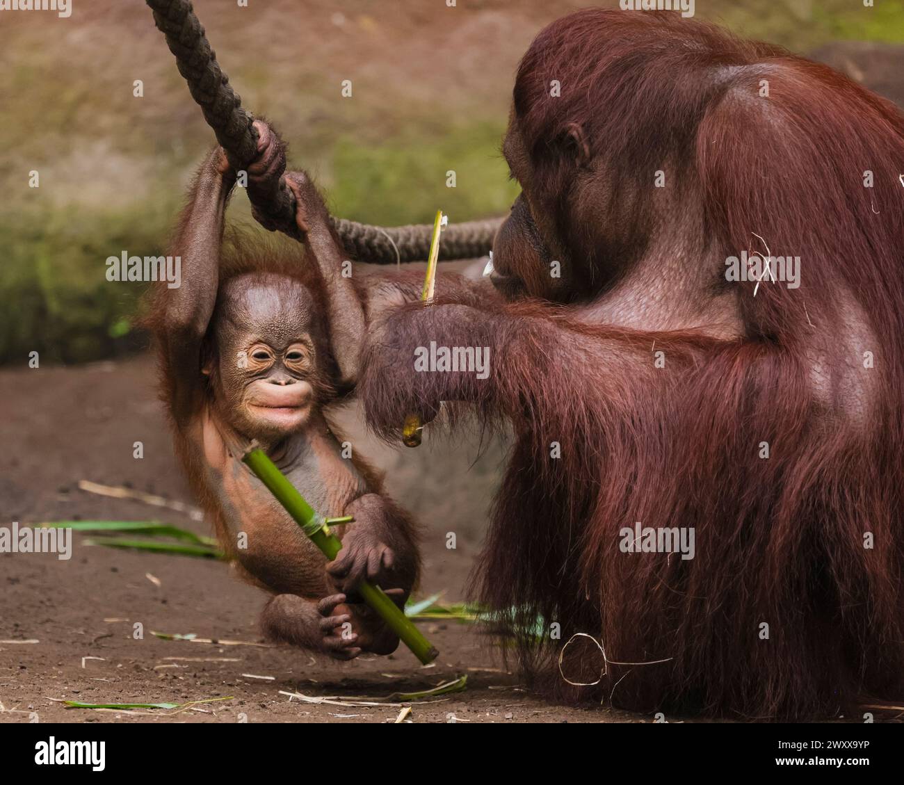Zoomandi Mandi hutan hi-res stock photography and images - Alamy