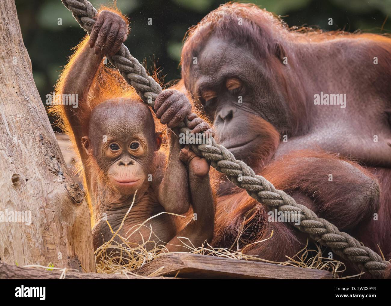 Zoomandi Pongo well hi-res stock photography and images - Alamy