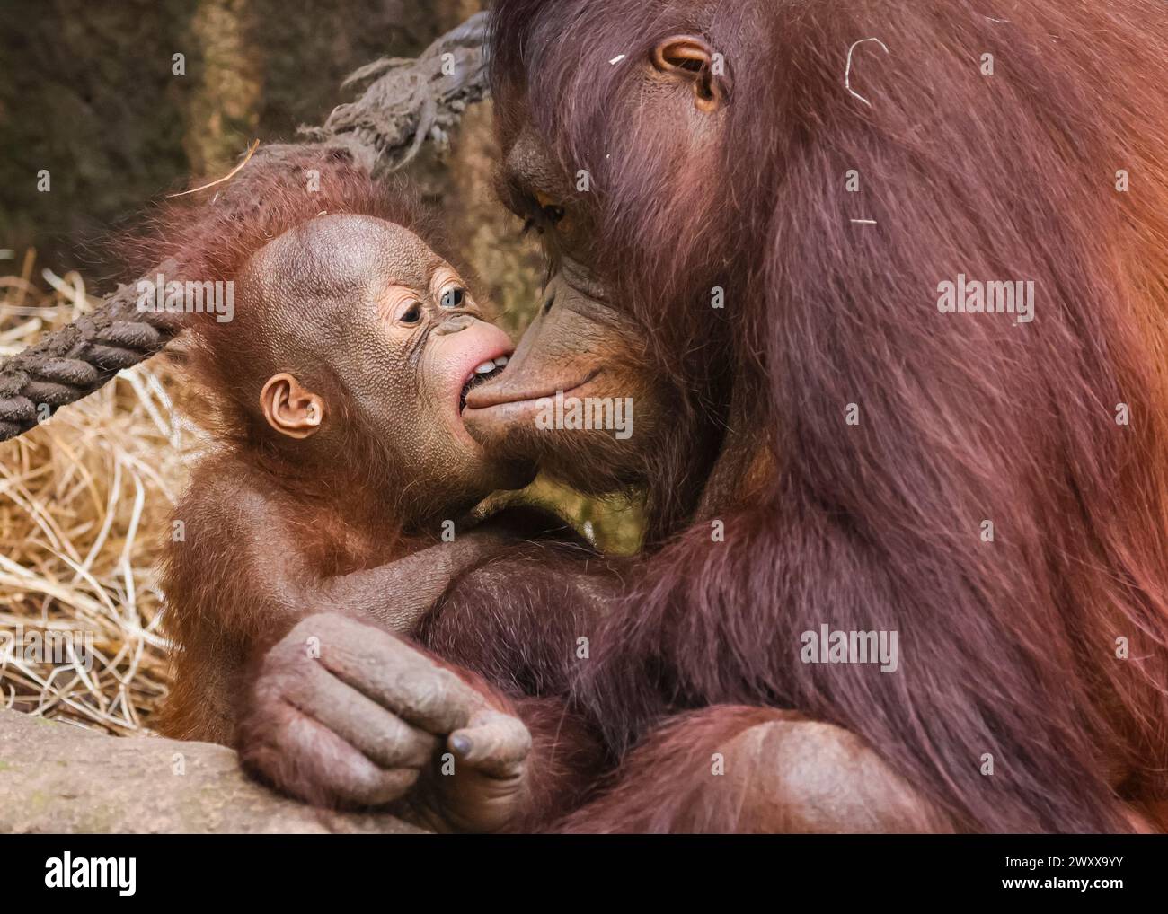 Zoomandi Münster, NRW, Germany. 02nd Apr, 2024. Cheeky youngster Hutan cozies up ...