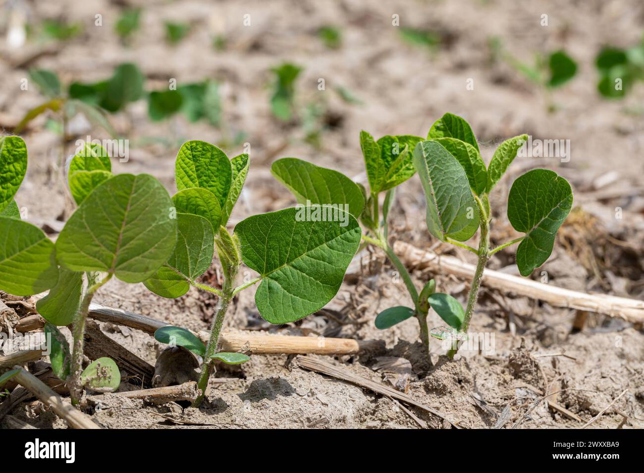 Soybeans growing in field after planting. Agriculture, soybean farming