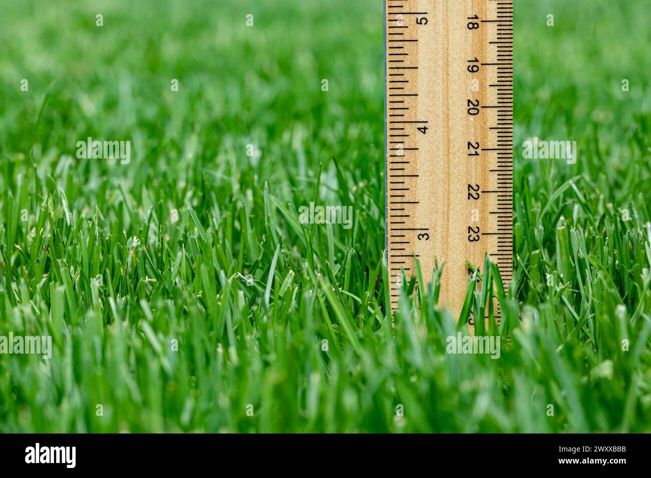 What Height Should I Cut My Lawn Lawn Care