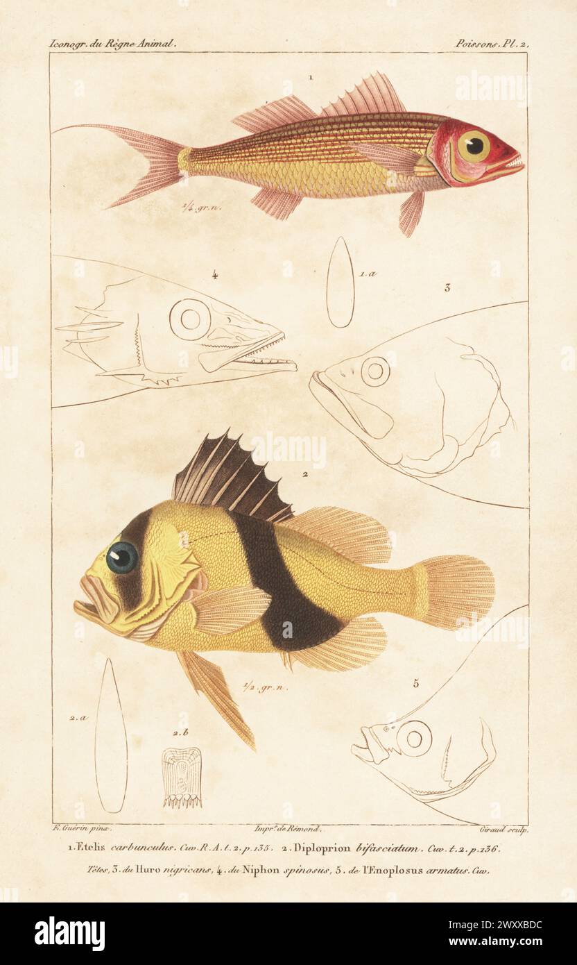 Deep-water red snapper, Etelis carbunculus 1, and barred soapfish, Diploprion bifasciatum 2. Fish heads of Etilis carbunculus, Huro nigricans, Niphon spinosus, Enoplosus armatus. Handcoloured stipple copperplate engraving by Eugene Giraud after an illustration by Felix-Edouard Guérin-Méneville from Guérin-Méneville’s Iconographie du règne animal de George Cuvier, Iconography of the Animal Kingdom by George Cuvier, J. B. Bailliere, Paris, 1829-1844. Stock Photo