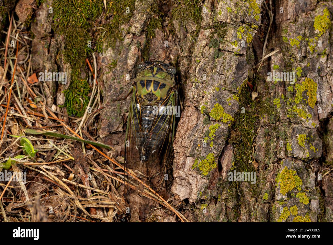 Adult annual cicada climbing tree trunk. Insect habitat, conservation and emergence concept. Stock Photo
