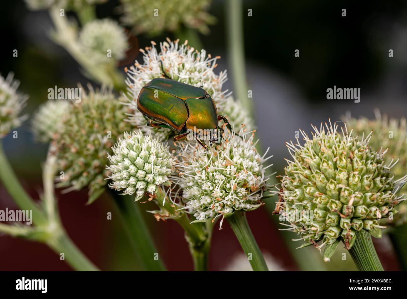 Green june beetle cotinus nitida hi-res stock photography