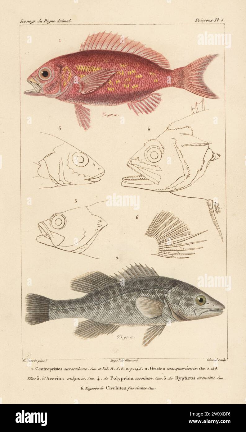 Vermilion snapper, Rhomboplites aurorubens 1, and trout cod, Maccullochella macquariensis 2, and fish heads. Centropristes aurorubens, Gristes macquariensis. Handcoloured stipple copperplate engraving by Eugene Giraud after an illustration by Felix-Edouard Guérin-Méneville from Guérin-Méneville’s Iconographie du règne animal de George Cuvier, Iconography of the Animal Kingdom by George Cuvier, J. B. Bailliere, Paris, 1829-1844. Stock Photo