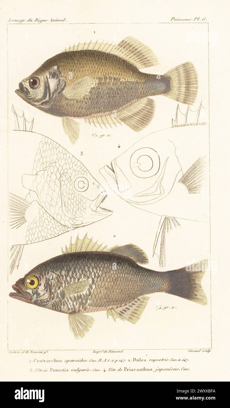 Black crappie, Pomoxis nigromaculatus 1, rock flagtail, Kuhlia rupestris 2, and heads of pumpkinseed, Lepomis gibbosus 3, and longfinned bullseye, Cookeolus japonicus 4. Pomotis vulgaris and Priacanthus japonicus. Handcoloured stipple copperplate engraving by Eugene Giraud after an illustration by Felix-Edouard Guérin-Méneville and Edouard Travies from Guérin-Méneville’s Iconographie du règne animal de George Cuvier, Iconography of the Animal Kingdom by George Cuvier, J. B. Bailliere, Paris, 1829-1844. Stock Photo
