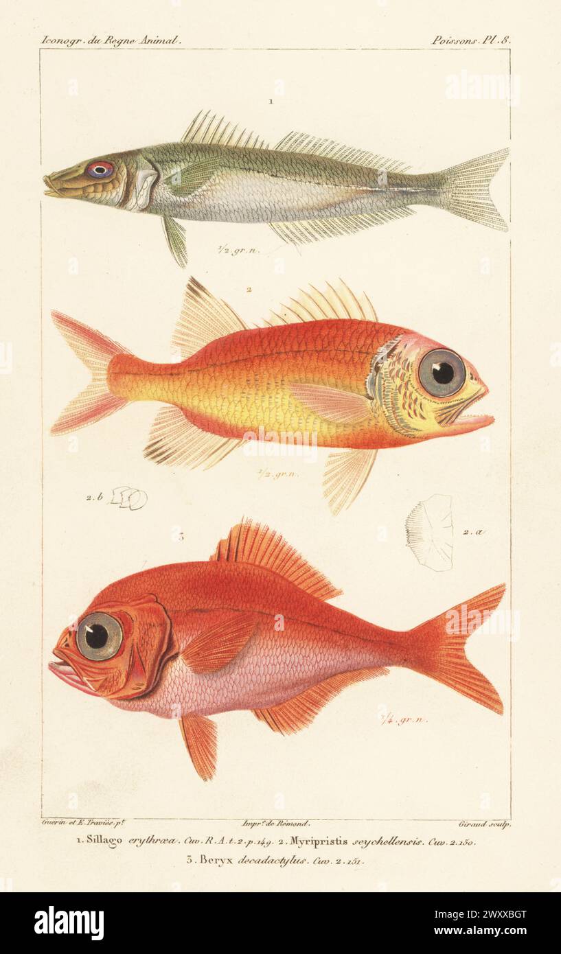 Northern whiting, Sillago sihama 1, shy soldier, Myripristis seychellensis 2 and alfonsino, Beryx decadactylus 3. Handcoloured stipple copperplate engraving by Eugene Giraud after an illustration by Felix-Edouard Guérin-Méneville and Edouard Travies from Guérin-Méneville’s Iconographie du règne animal de George Cuvier, Iconography of the Animal Kingdom by George Cuvier, J. B. Bailliere, Paris, 1829-1844. Stock Photo
