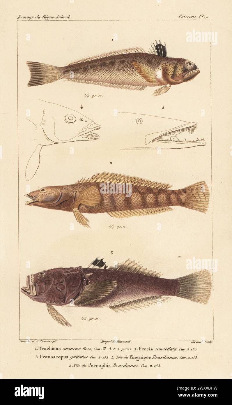Spotted weever, Trachinus araneus 1, reticulated sandperch, Parapercis tetracantha 2, and Dollfus' stargrazer, Uranoscopus guttatus 3. Handcoloured stipple copperplate engraving by Eugene Giraud after an illustration by Felix-Edouard Guérin-Méneville and Edouard Travies from Guérin-Méneville’s Iconographie du règne animal de George Cuvier, Iconography of the Animal Kingdom by George Cuvier, J. B. Bailliere, Paris, 1829-1844. Stock Photo