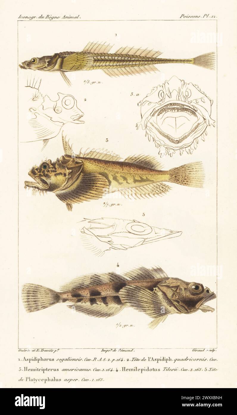 Brachyopsis Segaliensis 1 Sea Raven Hemitripterus Americanus 2 And 
