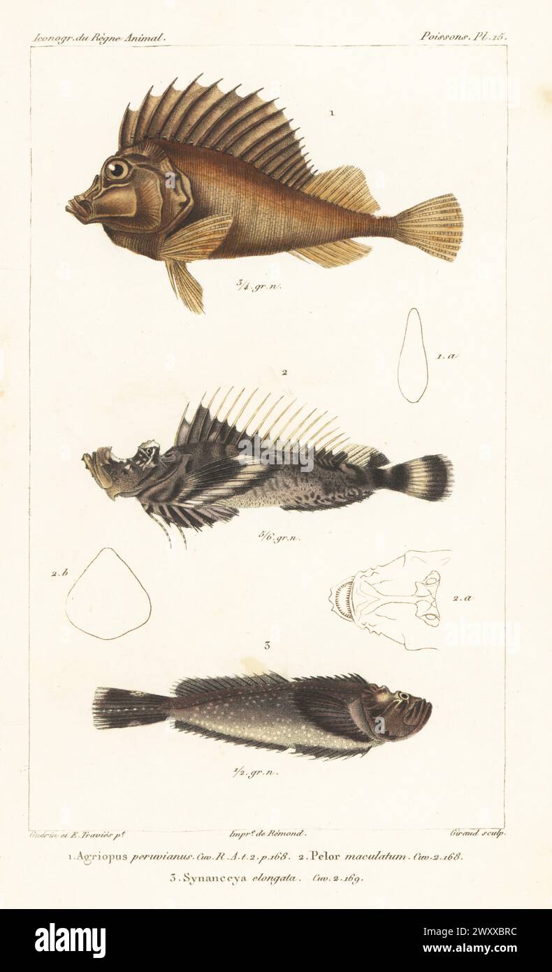 Horsefish, Congiopodus peruvianus 1, sea goblin, Inimicus didactylus 2, and stargazing stonefish, Trachicephalus uranoscopus 3. Handcoloured stipple copperplate engraving by Eugene Giraud after an illustration by Felix-Edouard Guérin-Méneville and Edouard Travies from Guérin-Méneville’s Iconographie du règne animal de George Cuvier, Iconography of the Animal Kingdom by George Cuvier, J. B. Bailliere, Paris, 1829-1844. Stock Photo