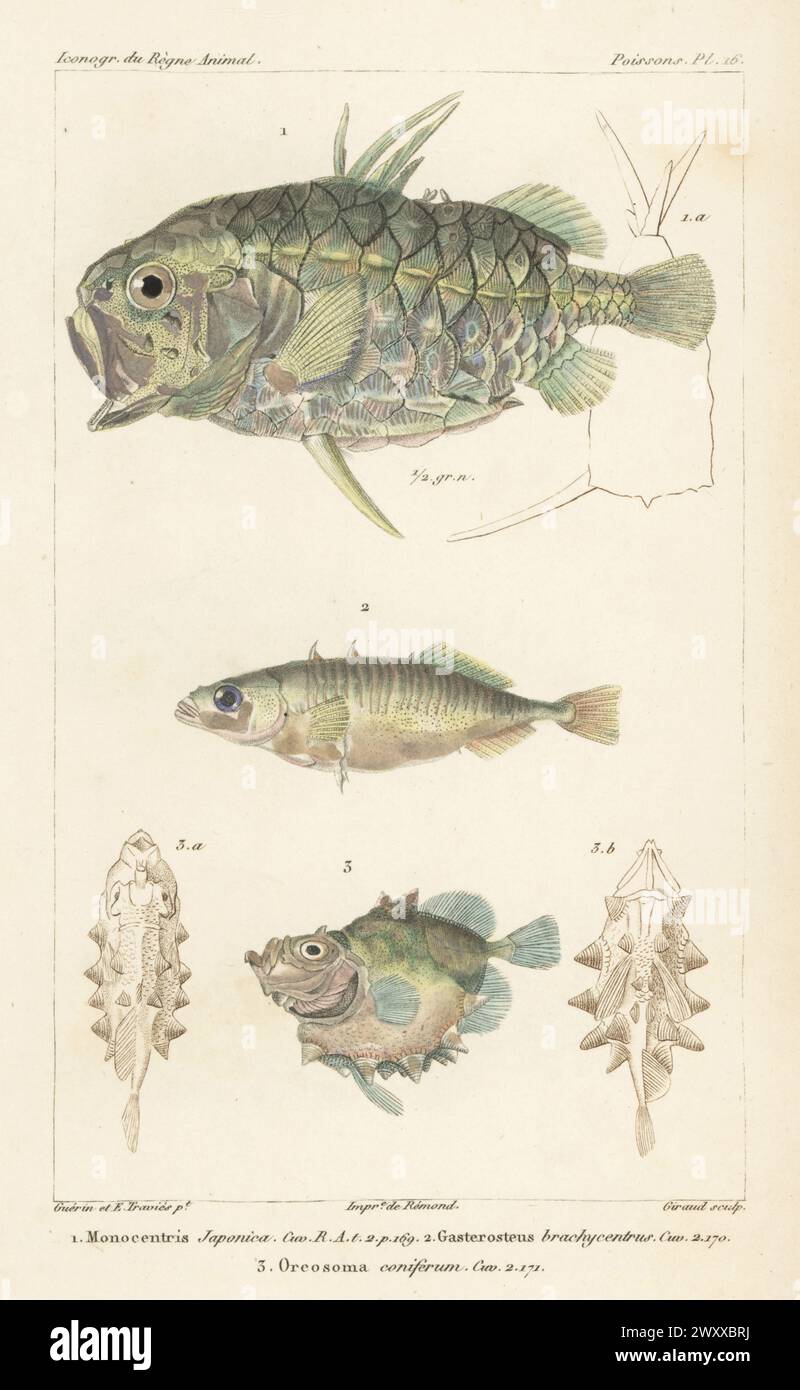 Japanese pineapplefish, Monocentris japonica 1, three-spined stickleback, Gasterosteus aculeatus 2, and ox-eyed oreo, Oreosoma atlanticum 3. Handcoloured stipple copperplate engraving by Eugene Giraud after an illustration by Felix-Edouard Guérin-Méneville and Edouard Travies from Guérin-Méneville’s Iconographie du règne animal de George Cuvier, Iconography of the Animal Kingdom by George Cuvier, J. B. Bailliere, Paris, 1829-1844. Stock Photo