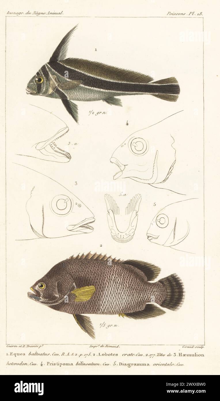 Jack-knifefish, Eques lanceolatus 1, and Atlantic tripletail, Lobotes surinamensis 2. Handcoloured stipple copperplate engraving by Eugene Giraud after an illustration by Felix-Edouard Guérin-Méneville and Edouard Travies from Guérin-Méneville’s Iconographie du règne animal de George Cuvier, Iconography of the Animal Kingdom by George Cuvier, J. B. Bailliere, Paris, 1829-1844. Stock Photo