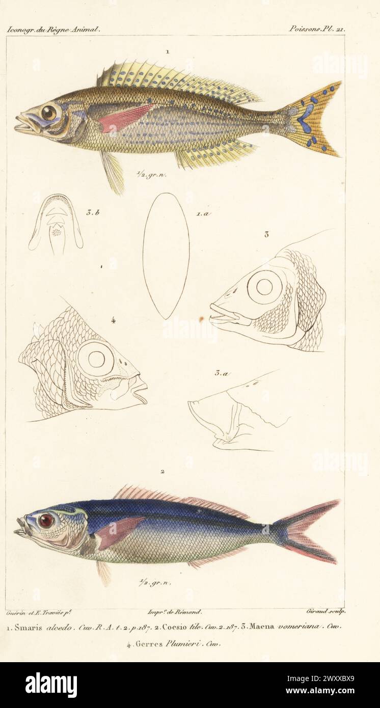 Picarel fish, Spicara smaris 1, and dark-banded fusilier, Pterocaesio tile 2. With fish head outlines of Maena vomeriana, Gerres plumieri. Handcoloured stipple copperplate engraving by Eugene Giraud after an illustration by Felix-Edouard Guérin-Méneville and Edouard Travies from Guérin-Méneville’s Iconographie du règne animal de George Cuvier, Iconography of the Animal Kingdom by George Cuvier, J. B. Bailliere, Paris, 1829-1844. Stock Photo