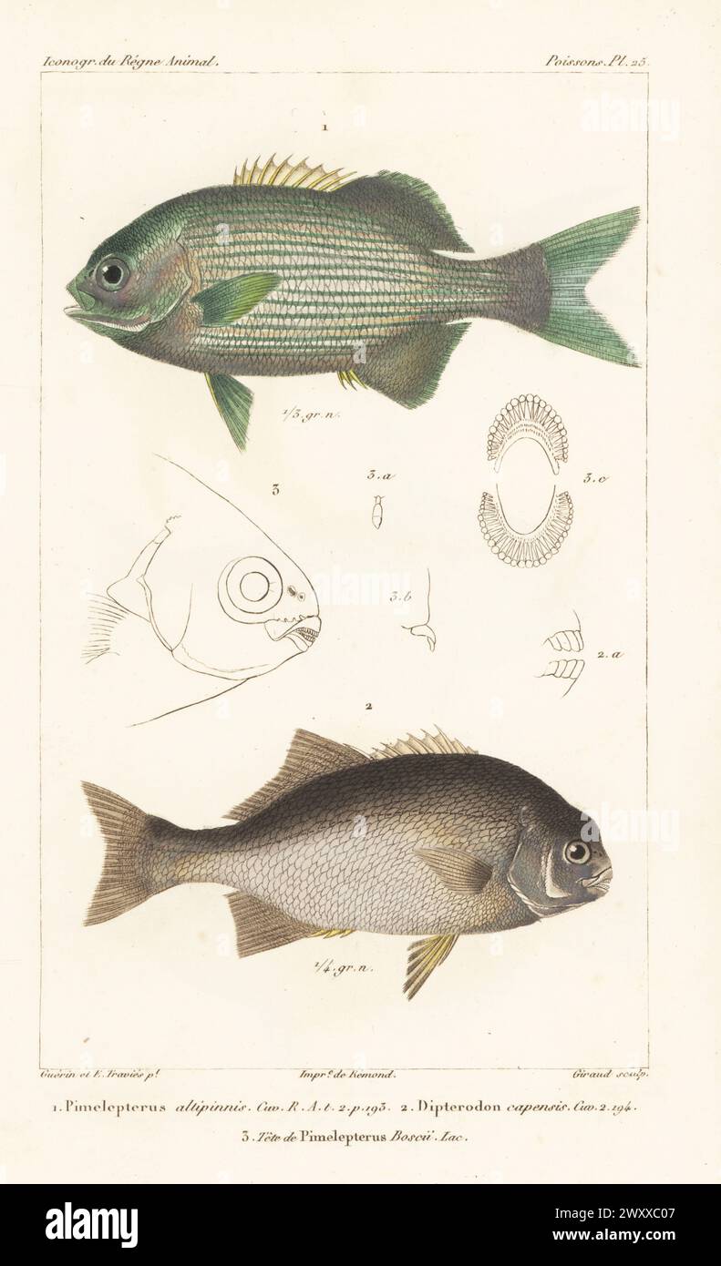 Blue sea chub, Kyphosus cinerascens 1, galjoen, Dichistius capensis 2, and head of brown chub, Kyphosus bigibbus 3. Handcoloured stipple copperplate engraving by Eugene Giraud after an illustration by Felix-Edouard Guérin-Méneville and Edouard Travies from Guérin-Méneville’s Iconographie du règne animal de George Cuvier, Iconography of the Animal Kingdom by George Cuvier, J. B. Bailliere, Paris, 1829-1844. Stock Photo