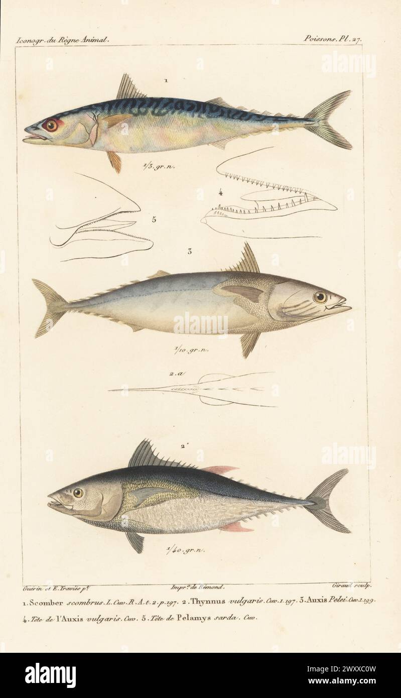 Atlantic mackerel, Scomber scombrus 1, Atlantic bluefin tuna, Thunnus thynnus 2, and bullet tuna, Auxis rochei 3,4, head of Atlantic bonito, Sarda sarda 5. Handcoloured stipple copperplate engraving by Eugene Giraud after an illustration by Felix-Edouard Guérin-Méneville and Edouard Travies from Guérin-Méneville’s Iconographie du règne animal de George Cuvier, Iconography of the Animal Kingdom by George Cuvier, J. B. Bailliere, Paris, 1829-1844. Stock Photo