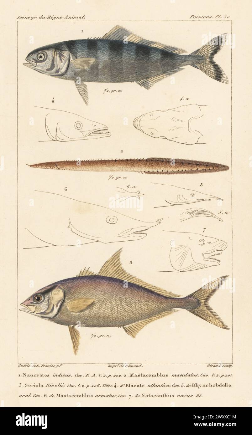 Pilot fish, Naucrates ductor 1, frecklefin eel, Macrognathus maculatus 2, and longfin yellowtail, Seriola rivoliana 3. Handcoloured stipple copperplate engraving by Eugene Giraud after an illustration by Felix-Edouard Guérin-Méneville and Edouard Travies from Guérin-Méneville’s Iconographie du règne animal de George Cuvier, Iconography of the Animal Kingdom by George Cuvier, J. B. Bailliere, Paris, 1829-1844. Stock Photo