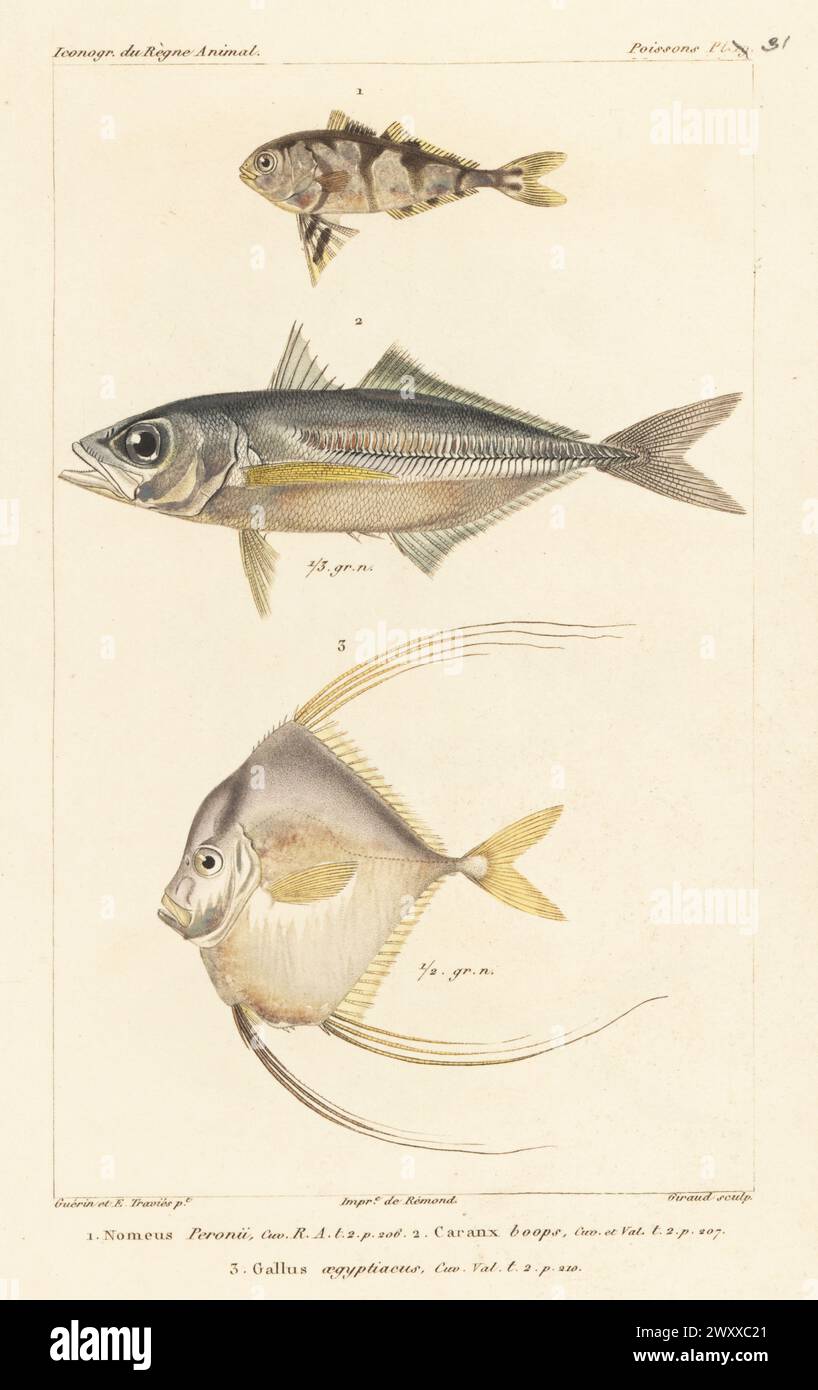 Man-of-war fish, Nomeus gronovii 1, oxeye scad, Selar boops 2, and African threadfish, Alectis alexandrina 3. Handcoloured stipple copperplate engraving by Eugene Giraud after an illustration by Felix-Edouard Guérin-Méneville and Edouard Travies from Guérin-Méneville’s Iconographie du règne animal de George Cuvier, Iconography of the Animal Kingdom by George Cuvier, J. B. Bailliere, Paris, 1829-1844. Stock Photo