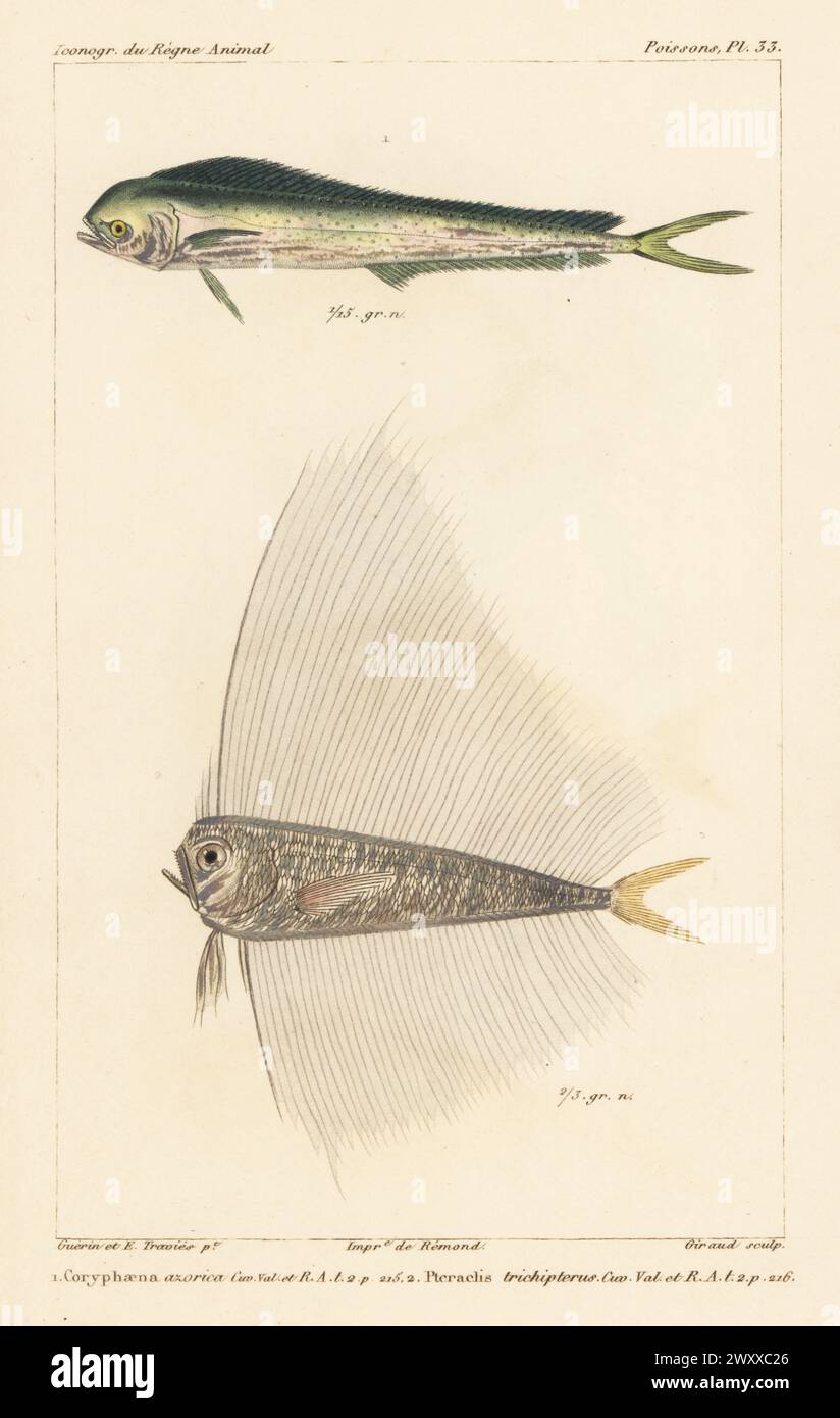 Pompano dolphinfish, Coryphaena equiselis 1, and spotted fanfish, Pteraclis velifera 2. Handcoloured stipple copperplate engraving by Eugene Giraud after an illustration by Felix-Edouard Guérin-Méneville and Edouard Travies from Guérin-Méneville’s Iconographie du règne animal de George Cuvier, Iconography of the Animal Kingdom by George Cuvier, J. B. Bailliere, Paris, 1829-1844. Stock Photo