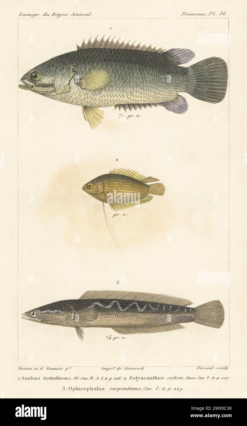 Climbing perch, Anabas testudineus 1, honey gourami, Trichogaster chuna 2 and giant snakehead, Channa micropeltes 3. Handcoloured stipple copperplate engraving by Eugene Giraud after an illustration by Felix-Edouard Guérin-Méneville and Edouard Travies from Guérin-Méneville’s Iconographie du règne animal de George Cuvier, Iconography of the Animal Kingdom by George Cuvier, J. B. Bailliere, Paris, 1829-1844. Stock Photo