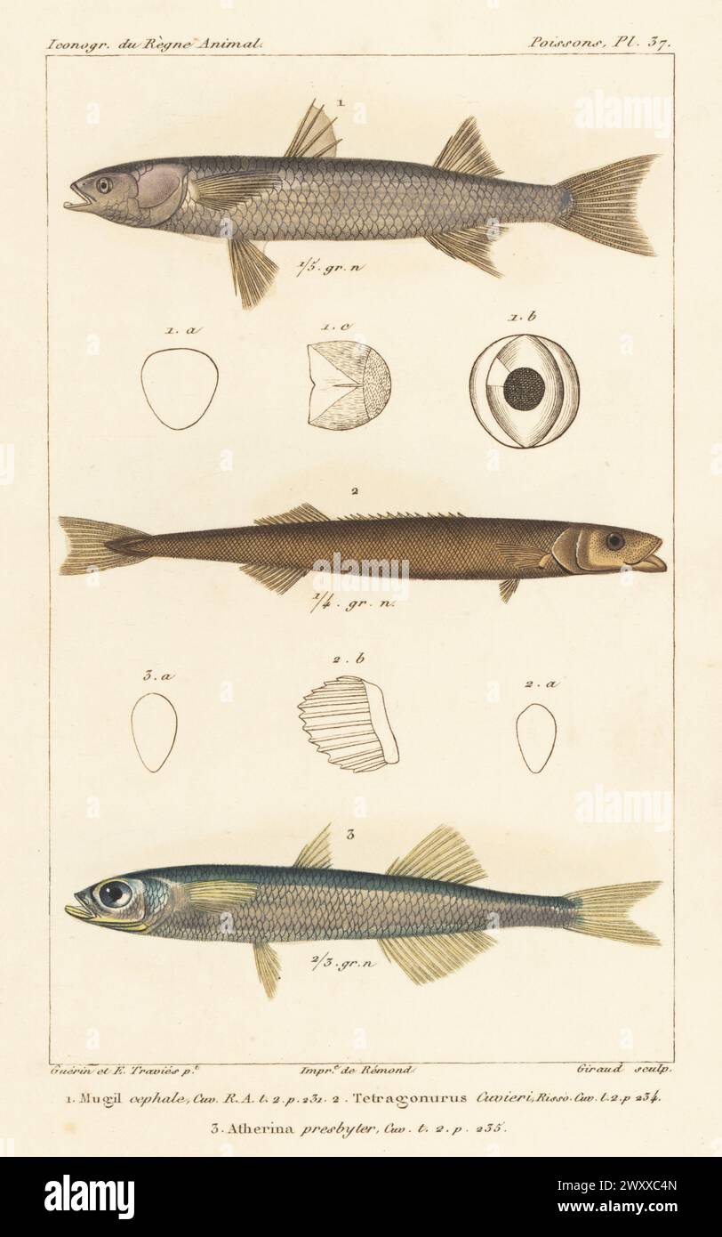 Flathead grey mullet, Mugil cephalus 1, smalleye squaretail, Tetragonurus cuvieri 2, and sand smelt, Atherina presbyter 3. Handcoloured stipple copperplate engraving by Eugene Giraud after an illustration by Felix-Edouard Guérin-Méneville and Edouard Travies from Guérin-Méneville’s Iconographie du règne animal de George Cuvier, Iconography of the Animal Kingdom by George Cuvier, J. B. Bailliere, Paris, 1829-1844. Stock Photo