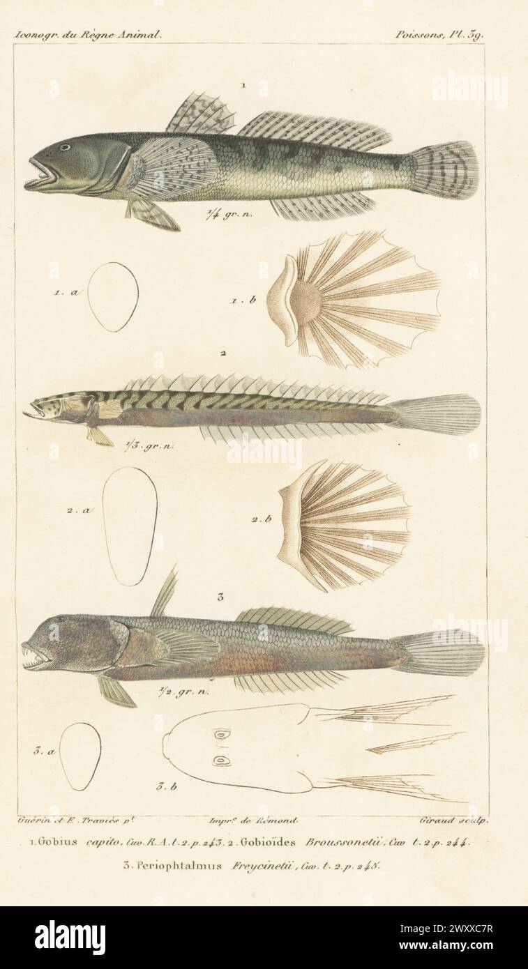 Rock goby, Gobius paganellus 1, violet goby, Gobioides broussonnetii, and pug-headed mudskipper, Periophthalmodon freycineti 3. Handcoloured stipple copperplate engraving by Eugene Giraud after an illustration by Felix-Edouard Guérin-Méneville and Edouard Travies from Guérin-Méneville’s Iconographie du règne animal de George Cuvier, Iconography of the Animal Kingdom by George Cuvier, J. B. Bailliere, Paris, 1829-1844. Stock Photo