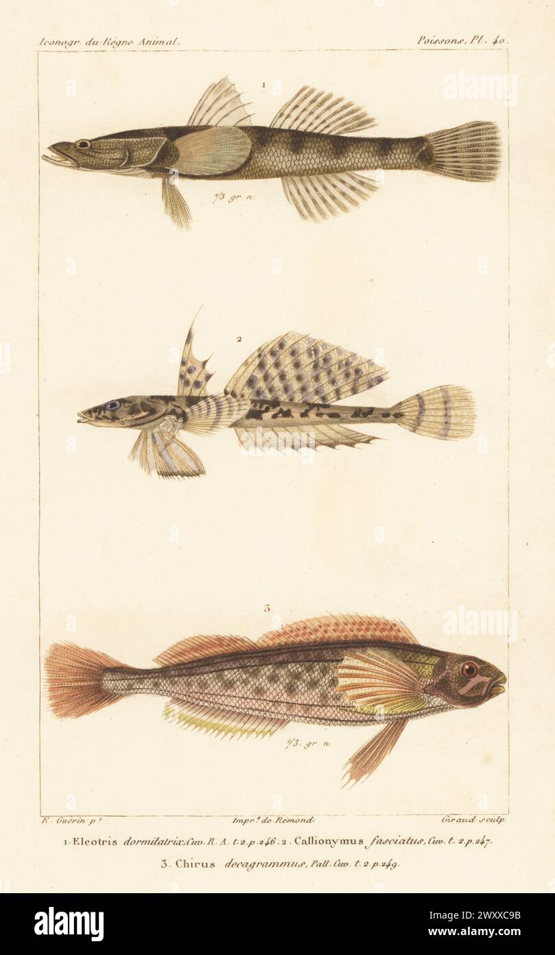 Bigmouth sleeper, Gobiomorus dormitor 1, banded dragonet, Callionymus fasciatus 2, and kelp greenling, Hexagrammos decagrammus 3. Handcoloured stipple copperplate engraving by Eugene Giraud after an illustration by Felix-Edouard Guérin-Méneville from Guérin-Méneville’s Iconographie du règne animal de George Cuvier, Iconography of the Animal Kingdom by George Cuvier, J. B. Bailliere, Paris, 1829-1844. Stock Photo